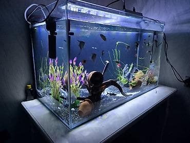 akvarium bitkiləri: Dördbucaq akvarium, Balıqlarla birlikdə, 300 l, Pulsuz çatdırılma — 1