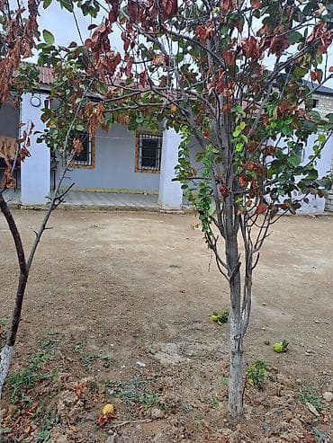 diplomat canta: Kirayə ev geniş və işıqlı 2 otaqlı mənzil.Şağan qəsəbəsi - Plan: açıq — 10