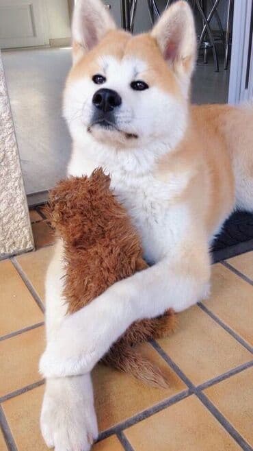 Akita-inu, 1 il, Dişi, Sənədli, Ünvandan götürmə, Ödənişli çatdırılma lalafo.az -da Akita-inu, 1 il, Dişi, Sənədli, Ünvandan götürmə, Ödənişli çatdırılma