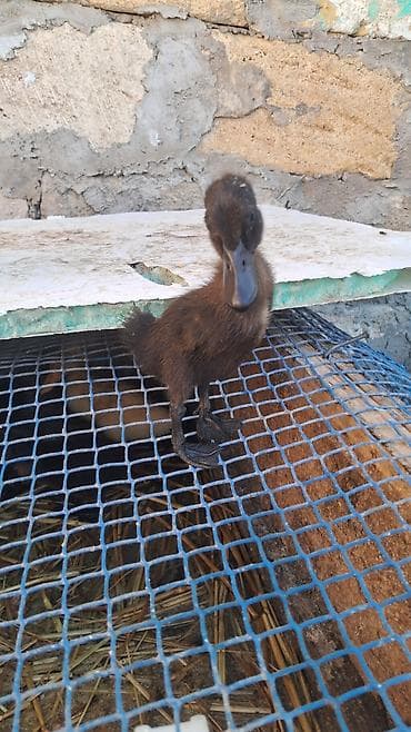 balaca it: Pinqivin ördek balaları ay yarımlıq balalardı tam saglam — 2
