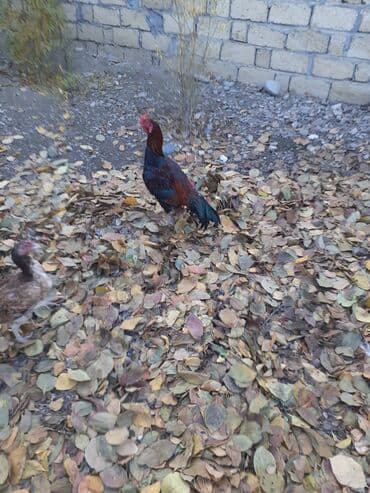 ordek nece gune bala cixarir: Xoruz, il: 4 — 2