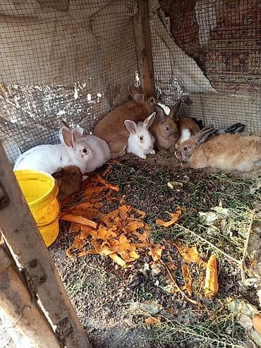 pekines satisi: Salam dovşanların hamsı satılır tam sağlam dılar heçbir xəsdəliyi — 10