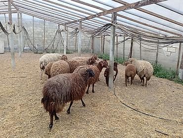 cau cau iti: Dişi, Qala, il: 1, 50 kq, Damazlıq, Ünvandan götürmə — 4