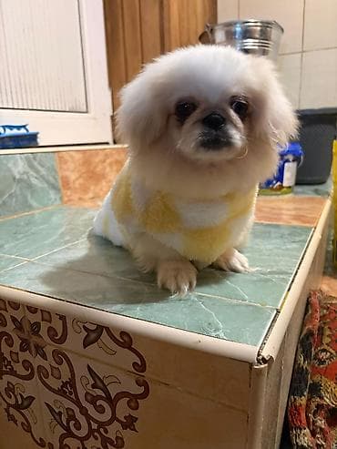 heyvan mal: Məhsul: Kiçik cins itlər üçün yumşaq qış geyimləri Təsvir: - — 2