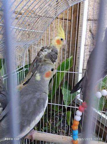 pişik cut: Gəl seç götür apar cütü 70 Azn Tək tək 35-40 Azn yeni Ramanada — 3