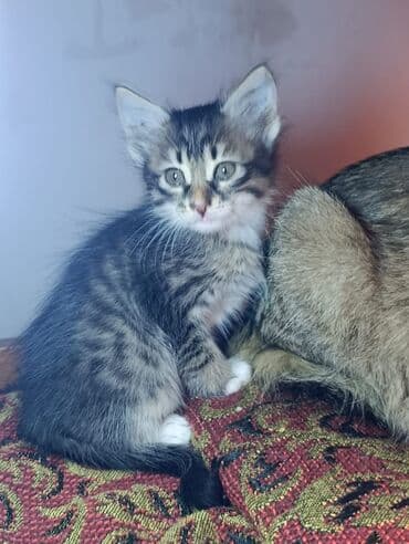 кот в добрые руки: Tabbi — 10