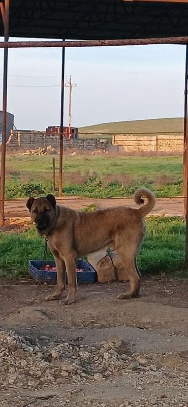 Kanqal, 2 il, Erkek, Peyvəndli, Ödənişli çatdırılma