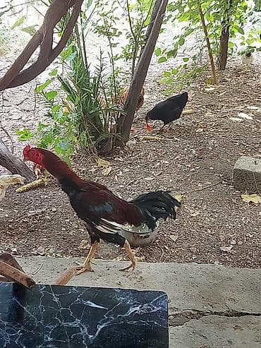 toyuğ cücə: Heyratı, qartal, ları xoruz. Xarkov cinsi toyuqlar. heyratı toyuqlar — 7