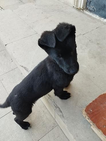 azerbaycanda it adlari: Восточные Авчарки три месяца отроду — 6