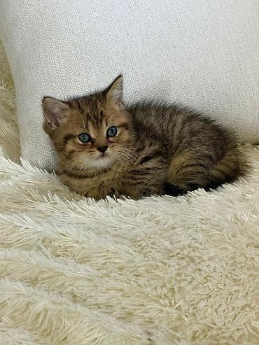 pişik sumkasi: Britan, Erkək — 4