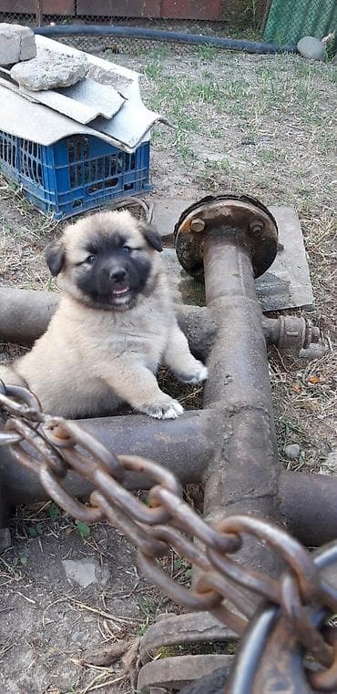 Животные: Звонок, 2 месяца, Самец — 2