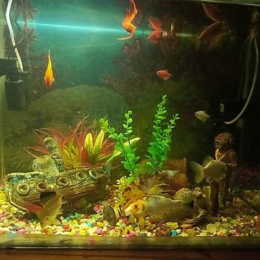 akvarium filter: Dördbucaq akvarium, Balıqlarla birlikdə, 130 l, Ünvandan götürmə — 6
