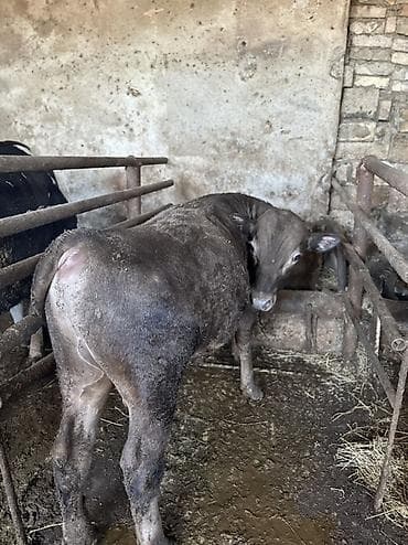 Etlik verilmir narahat etmeyin Erkek Anqus. - Növ: erkək dana (boğa — 3