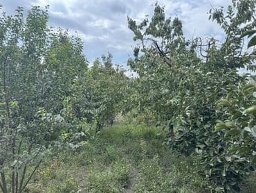 divar kağızları: Məhsul: Meyvə bağı Təsvir: - Şəkillərdə müxtəlif meyvə ağacları olan — 5