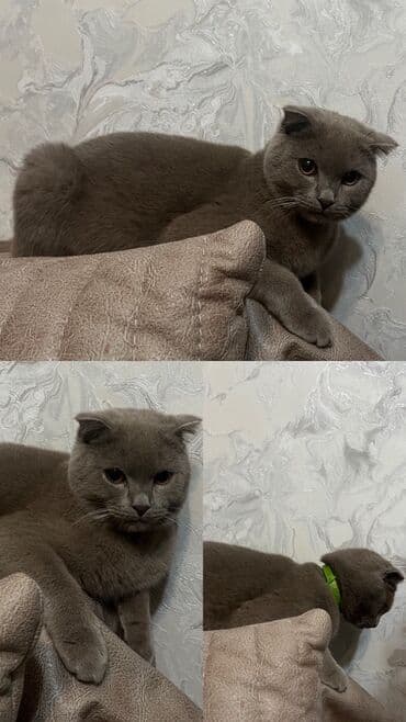 вислоухий шотландец мраморный: Şotland, Erkək, Yaxşı əllərə, Ünvandan götürmə — 1