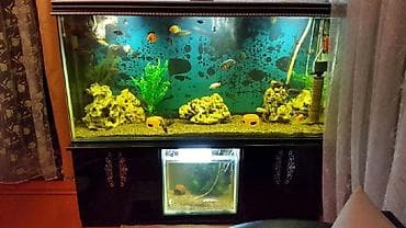 cat: Akvarium-şkaf, 1000 l, Pulsuz çatdırılma — 2