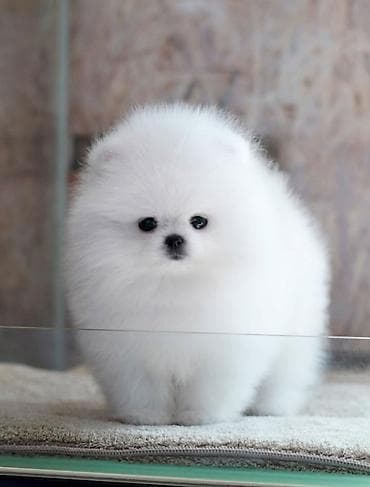 Шпиц, 2 месяца, С родословной — 1