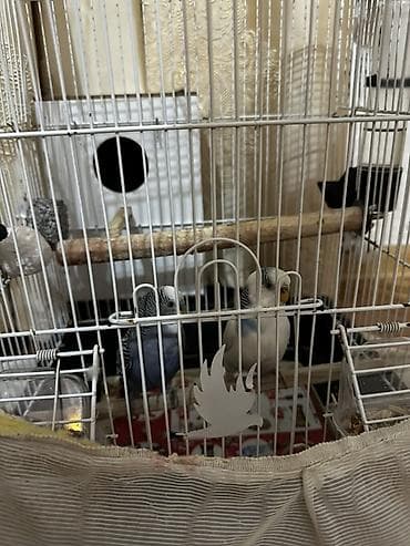 7/24 yaza bilersiniz başqa boyuk Qefesle beraber verilir 1 cüt de