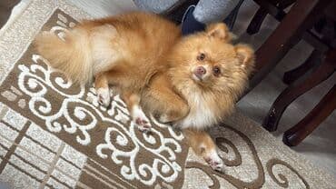 Gəmiricilər: Şpitz — 4