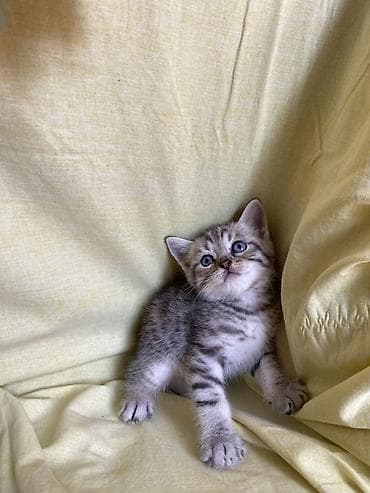 самка: Табби, Самка, Самовывоз — 3