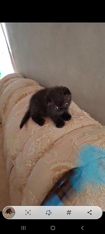 shotland pisiyi: Yaxşı əllərə — 1