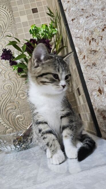 pisik ag: Şotland, Erkək, Yaxşı əllərə, Ünvandan götürmə — 2