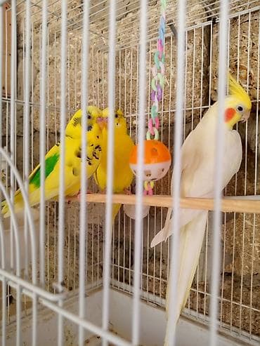 Geyimlər: Valnisti — 3