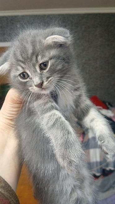 Balaca pişik balaları. Ana şotland ata isveç parodası ay — 2