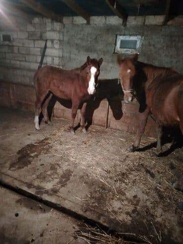 ag at sekilleri: Atlar — 1