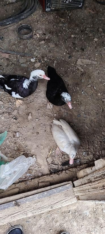 Gəmiricilər: 3 fərə lal ördek satlr — 1