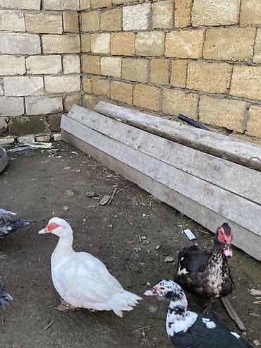 qus yuvalari: Lal ördəklər tam sağlar cavandılar 1 ilin fərələridi, 7 8 aylıqlarda — 6