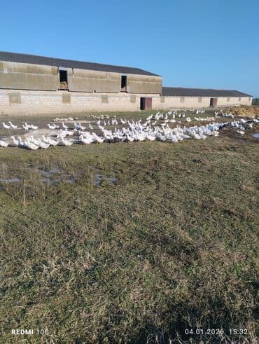 Məhsul: Ağ ördək sürüsü Təsvir: - Təbii şəraitdə saxlanılan böyük