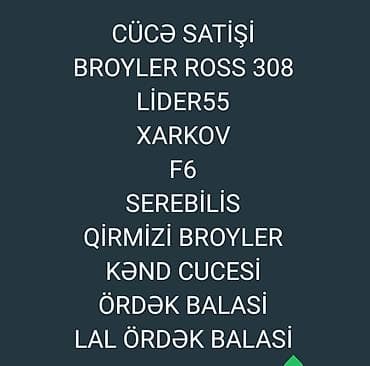 ucuz keci: Toyuq cücələri, Ətlik — 1