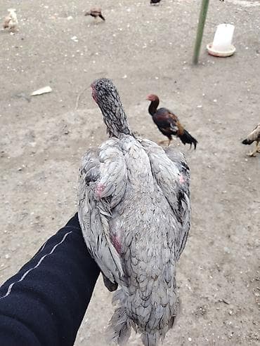 Akvariumlar: Toyuq, Damazlıq — 1