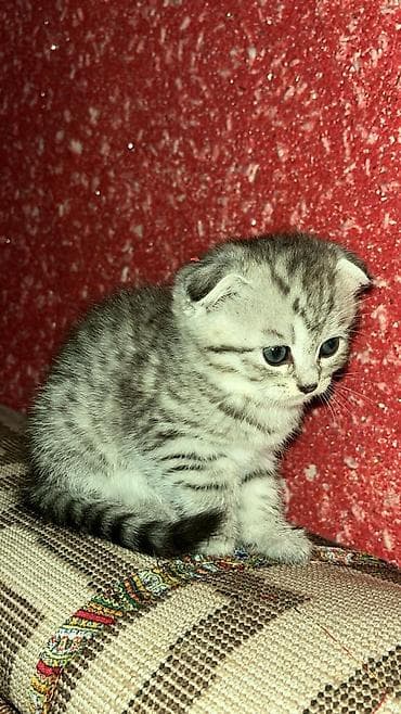 su samuru: Gümüş rəngli, mavi gözlü balaca pişiklər - Növ: Qısatüklü, boz-gümüş — 8