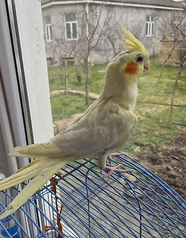 heyvan: Məhsul:7.8 aylıq dişi korella cütdə olmayıb tam sağlam ev quşdur əl — 4