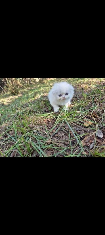 pers pişiy: Fars — 2