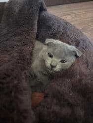 шотландский вислоухий котенок: Şotland yastı qulaq, Dişi, Yaxşı əllərə, Ünvandan götürmə — 3