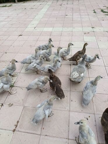 kayuqa ördək: Lavada ordeyleri satılır temiz qadilar — 2