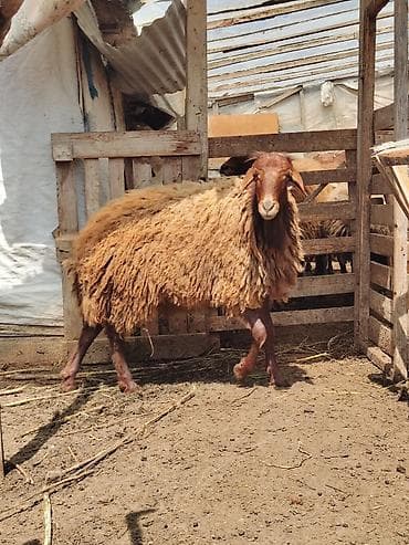 Erkək, Qala, il: 1, 55 kq