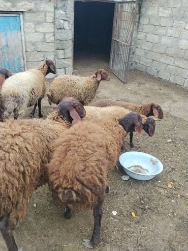 bmw 3 серия 328xi at: Erkək, Qala, il: 1, 70 kq — 6