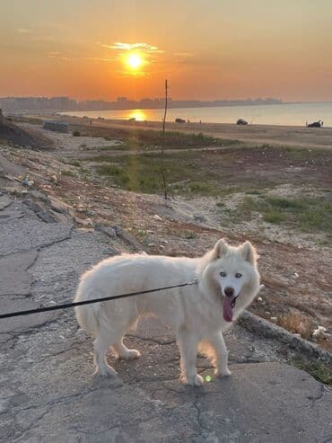 it sekilleri afcarka: Xaski, 3 il, Erkek, Peyvəndli, Ödənişli çatdırılma — 1