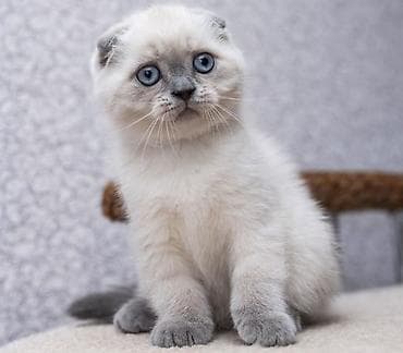 mingəcevir pişik: Şotland yastı qulaq, Ünvandan götürmə, Pulsuz çatdırılma, Ödənişli çatdırılma — 3