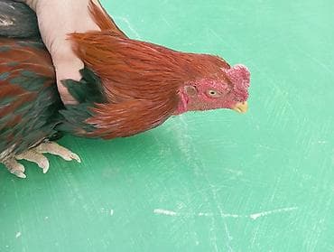 Toyuqlar: Xoruz, il: 2 — 4