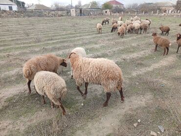 Коровы, быки: Salam 2 illik erkekdi.6 aydl almlsam.super damazdlqdl men almlşdlm ki — 10