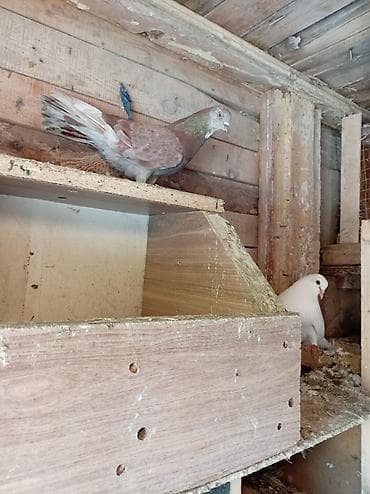 lalafo quşlar: 5 goyərcindi 5 idə erkəkdir. Kom 35 manatdır tək tək qiymət — 9