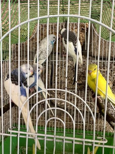 quş şekilleri: Korella erkey disi var 3 ayliq 6-7-9 ayliq hazir cut var korella bala — 6