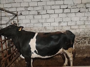 ucuz inek: Inəklər, öküzlər — 2