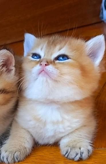 anqor pişik: Britan, Erkək, Yaxşı əllərə, Ünvandan götürmə — 4