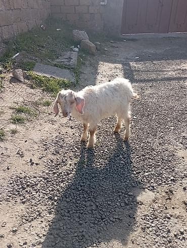 ucuz keci: Salam Adı Cimi "Dir )))) 2 Ay Yarımlıq Erkek Barter toyuq, Lal Ördək — 3